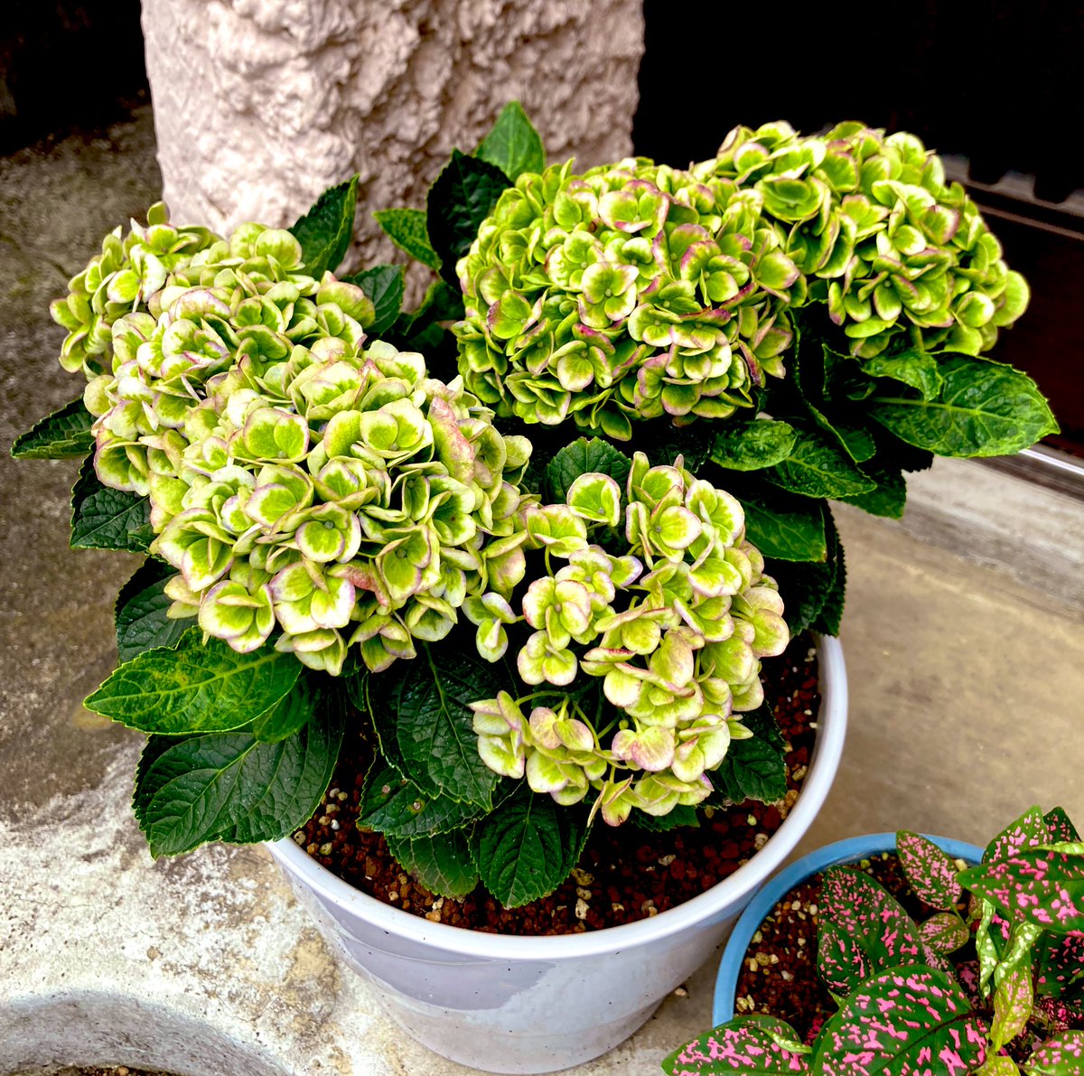 reiko_oshima88's tweet photo. 7月に来てくれた紫陽花✨

青から緑、今度は赤色がついてきた！

宇宙人かもしれない！ https://t.co/mAa53pTfI8