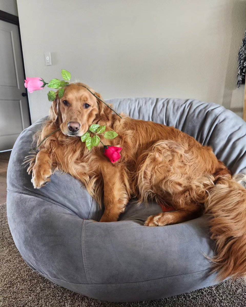 Cygan_66's tweet photo. Did someone say the "Golden Bachelor" is on ABC tonight? Ohhh, wrong "golden".... 🌹🐾 (Cooper had his promo pictures ready and everything....) @bachelornation
@BachelorABC  #GoldenBachelor #goldenretriever #goldenboy https://t.co/W0rer8UdSx
