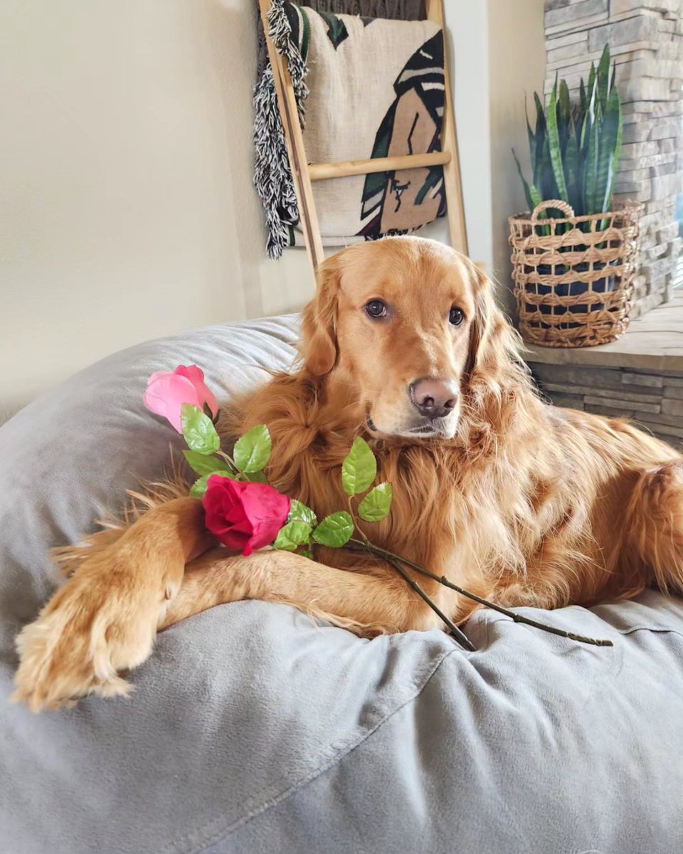 Cygan_66's tweet photo. Did someone say the "Golden Bachelor" is on ABC tonight? Ohhh, wrong "golden".... 🌹🐾 (Cooper had his promo pictures ready and everything....) @bachelornation
@BachelorABC  #GoldenBachelor #goldenretriever #goldenboy https://t.co/W0rer8UdSx