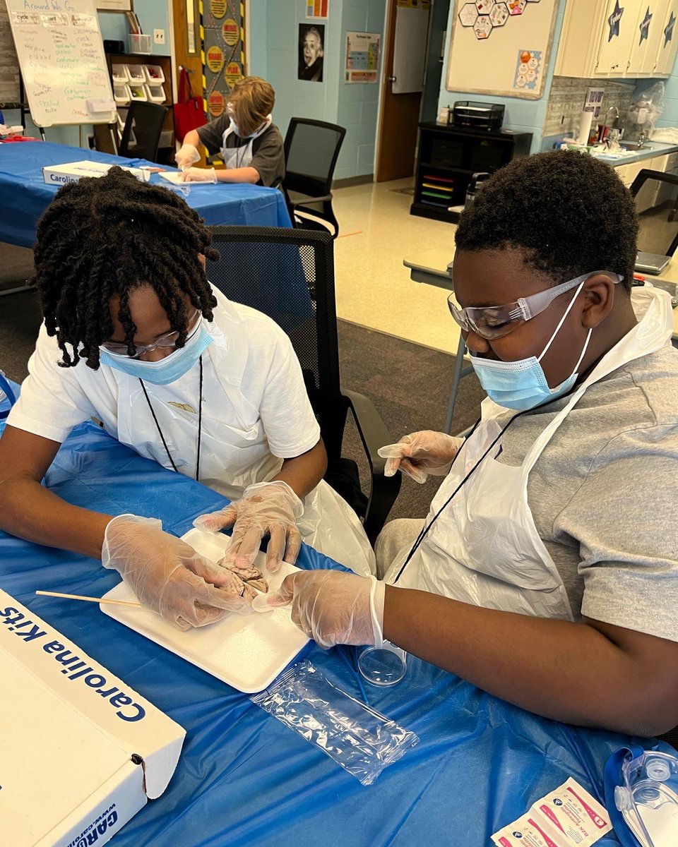 MrsV_GT's tweet photo. Thank you donors &amp; @DonorsChoose for the opportunity to end our Brain unit with a dissection! 🧠 #algifted #giftededucation https://t.co/xjKyOe3eNf