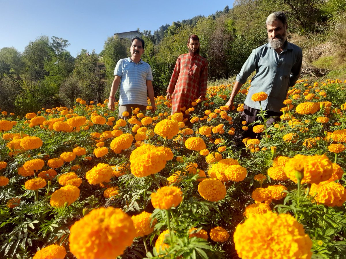 ramban_chief's tweet photo. Inspection of marigold crop variety Indus in the field of Sh. Abdul Majeed of village Kabi (Zone Halla) by Sh. Ram Gopal Sharma, Chief Agriculture Officer, Ramban https://t.co/ZKBIGWxqHO