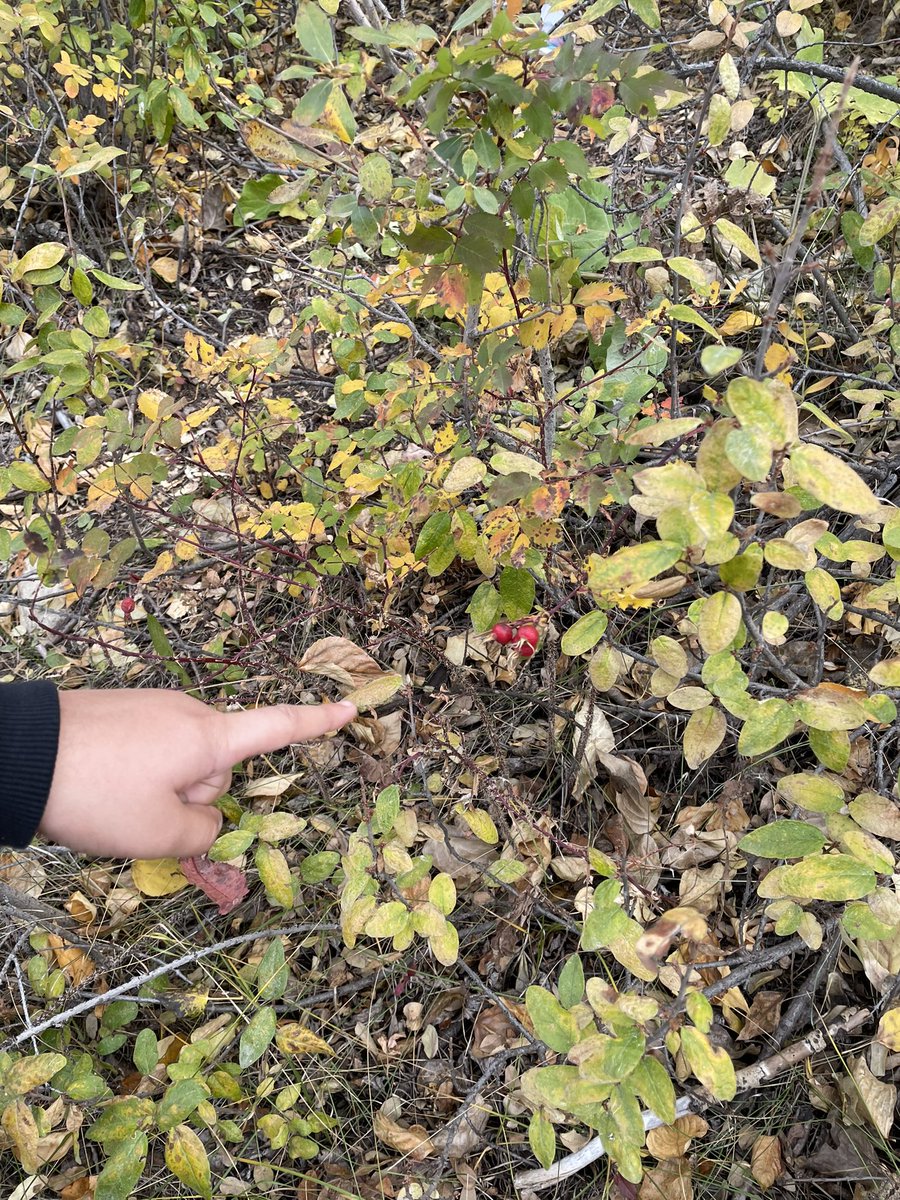 MrsMitschke's tweet photo. Thank you Na’a for the colors of fall. After practicing sitting quietly just to BE in the oval wetlands, one student shared, “the wind was talking to us!” as it rustled through the trees. #getoutside #weareCBE #landbasedlearning @cbe_earlylearn @CbeArea1 @RoyaloakCBE https://t.co/BpxM9ruKax