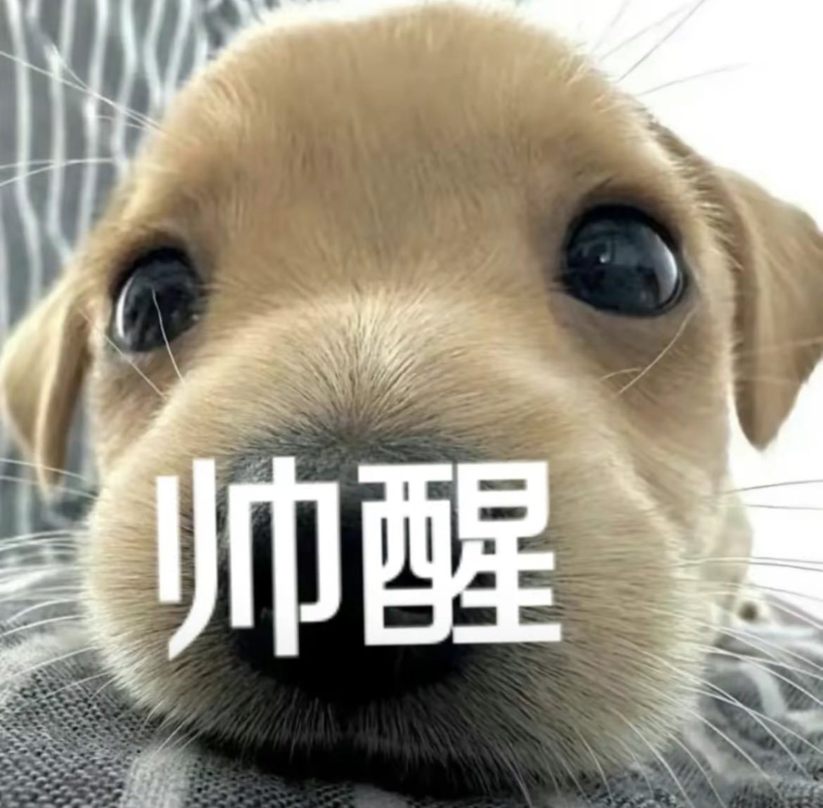 pipoi86's tweet photo. 来个男人 https://t.co/wQ1FuFQSCR