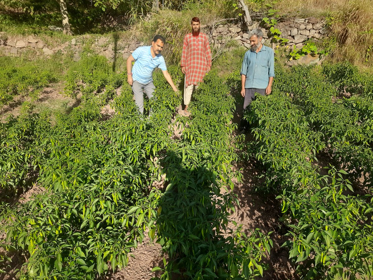 ramban_chief's tweet photo. Bumper crop of Chili at village Kabi &amp; Gandhari in Block Gandhari-District Ramban. https://t.co/tbU6vk1766