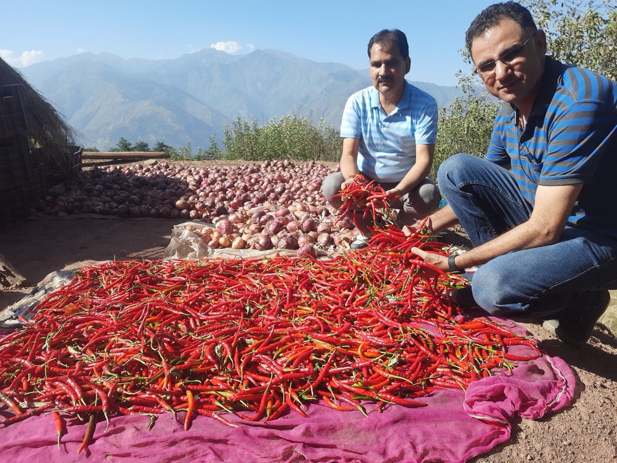 ramban_chief's tweet photo. Drying of chilies and bumper harvest of onion variety XP-Red at village Gandhari-District Ramban https://t.co/Bvk5c1HTxA