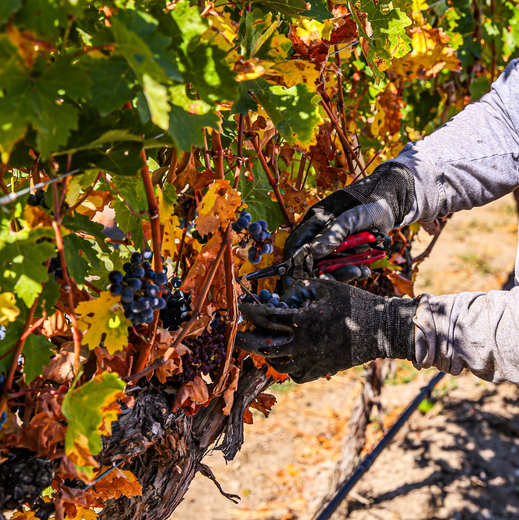Simplytlkngwine's tweet photo. Yakima Valley wineries are bringing in their grape haul for the 2023 harvest.  The fruit is spectacular with exceptional color and flavors. Winemakers are anticipating this year’s vintage to be intense, complex wines.

https://t.co/SgG4Hoi8Aq https://t.co/mYMJMcPa4l
