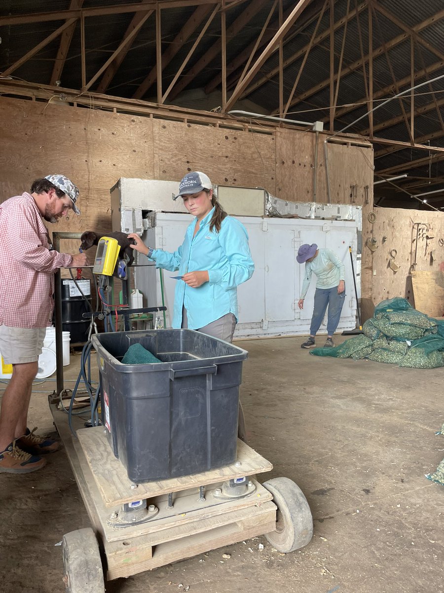 An eventful day ⛅️ Transplanting cabbage 🌱 Weighing peanuts 🥜 and Puppies 🐶