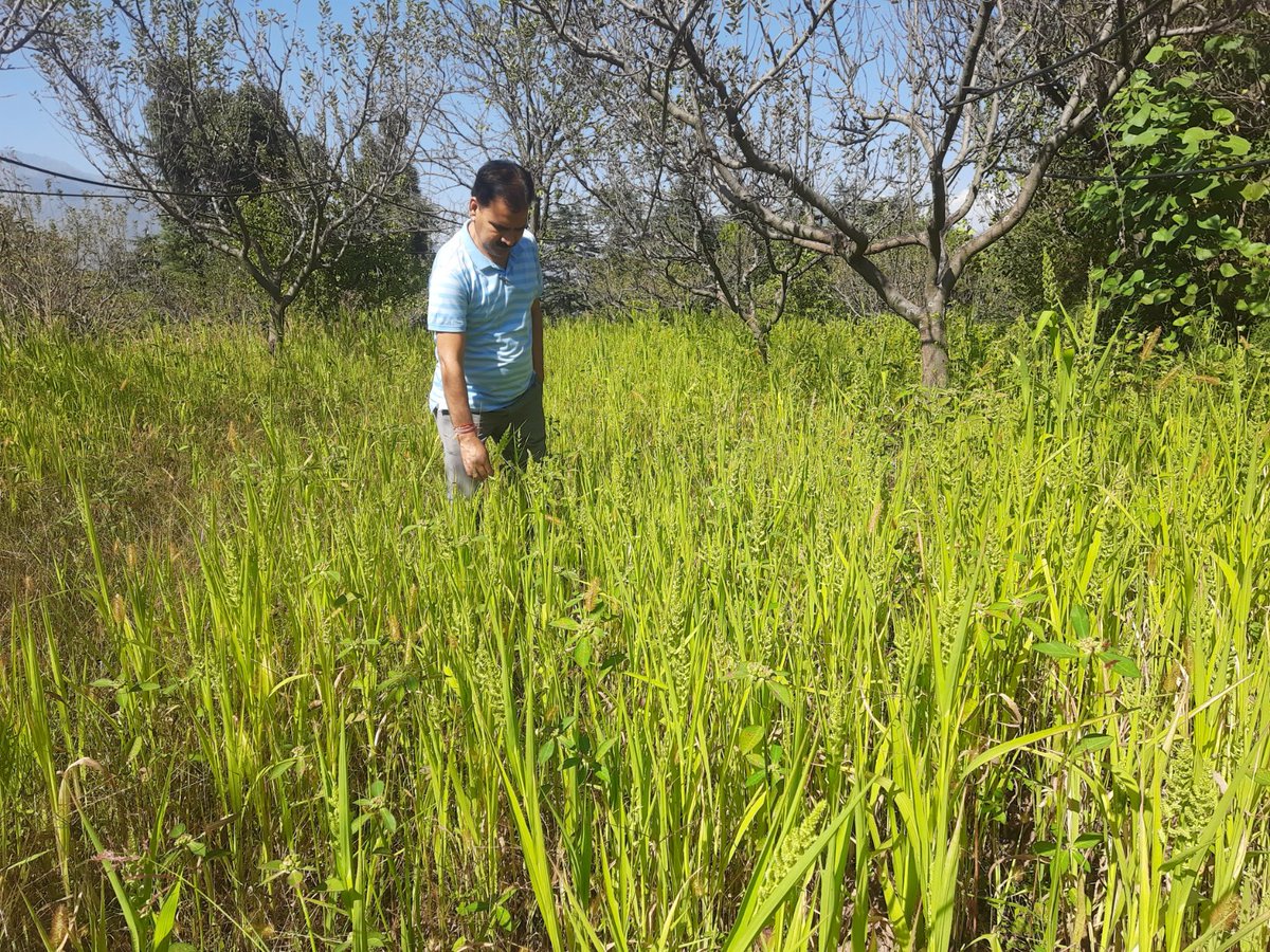 ramban_chief's tweet photo. Growing of Barnyard Millet during International Year of Millets-2023 at village Gandhari-District Ramban https://t.co/ntIp7BFUxb