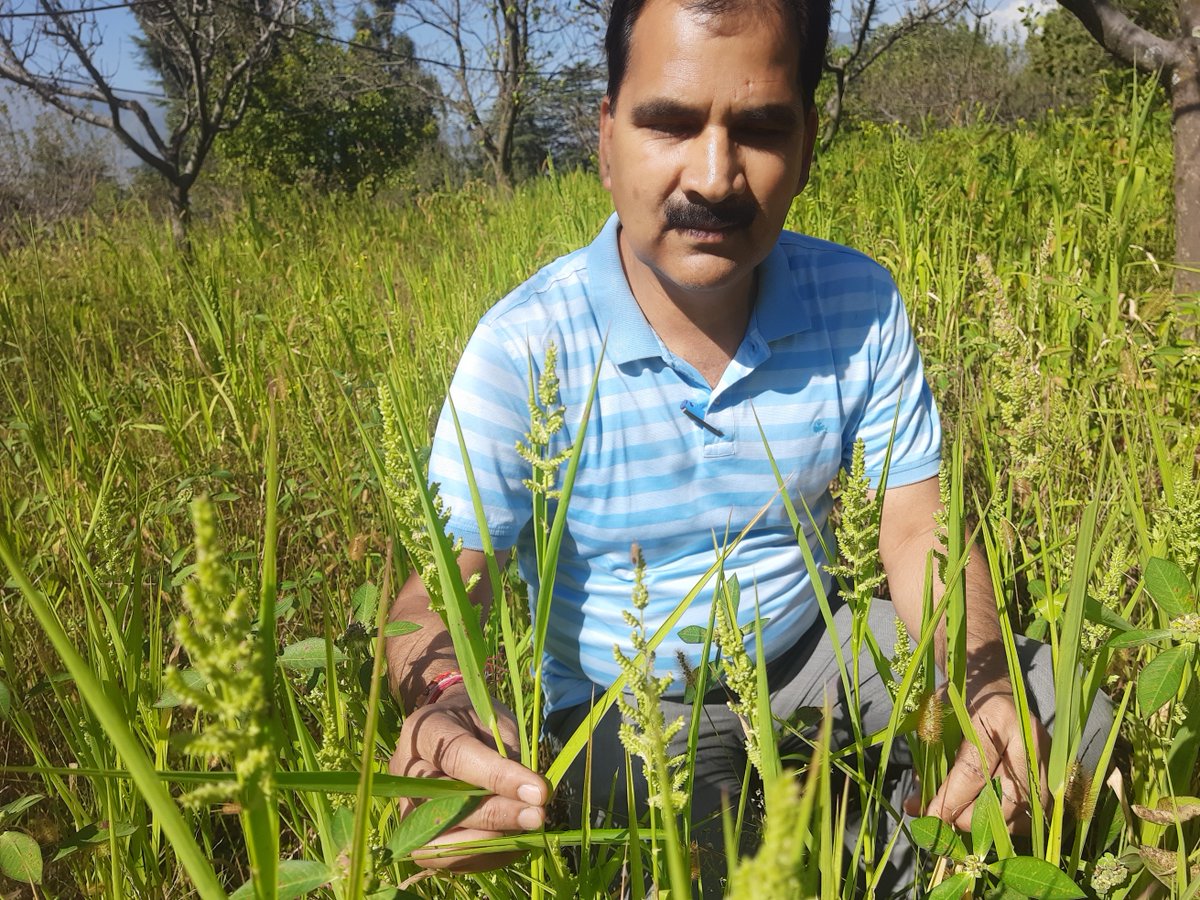 ramban_chief's tweet photo. Growing of Barnyard Millet during International Year of Millets-2023 at village Gandhari-District Ramban https://t.co/ntIp7BFUxb
