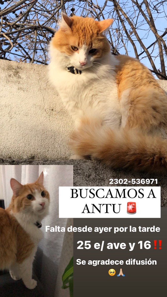 Necesito encontrar a mi gato🚨
Me falta desde el martes a la tarde! No es de irse.- Estoy destruida, ayúdenme compartiendo 🥺🙏🏼✨