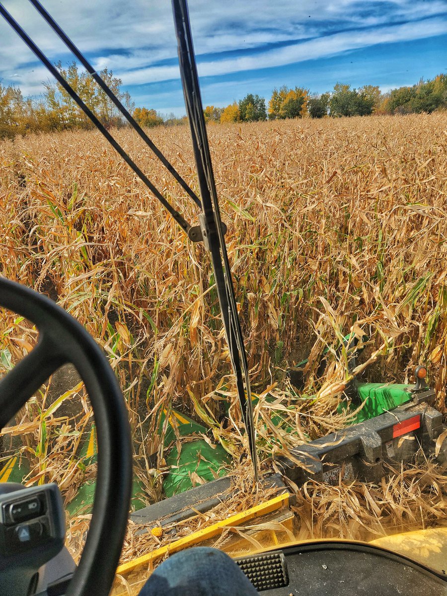 Cody Bowie tweet media