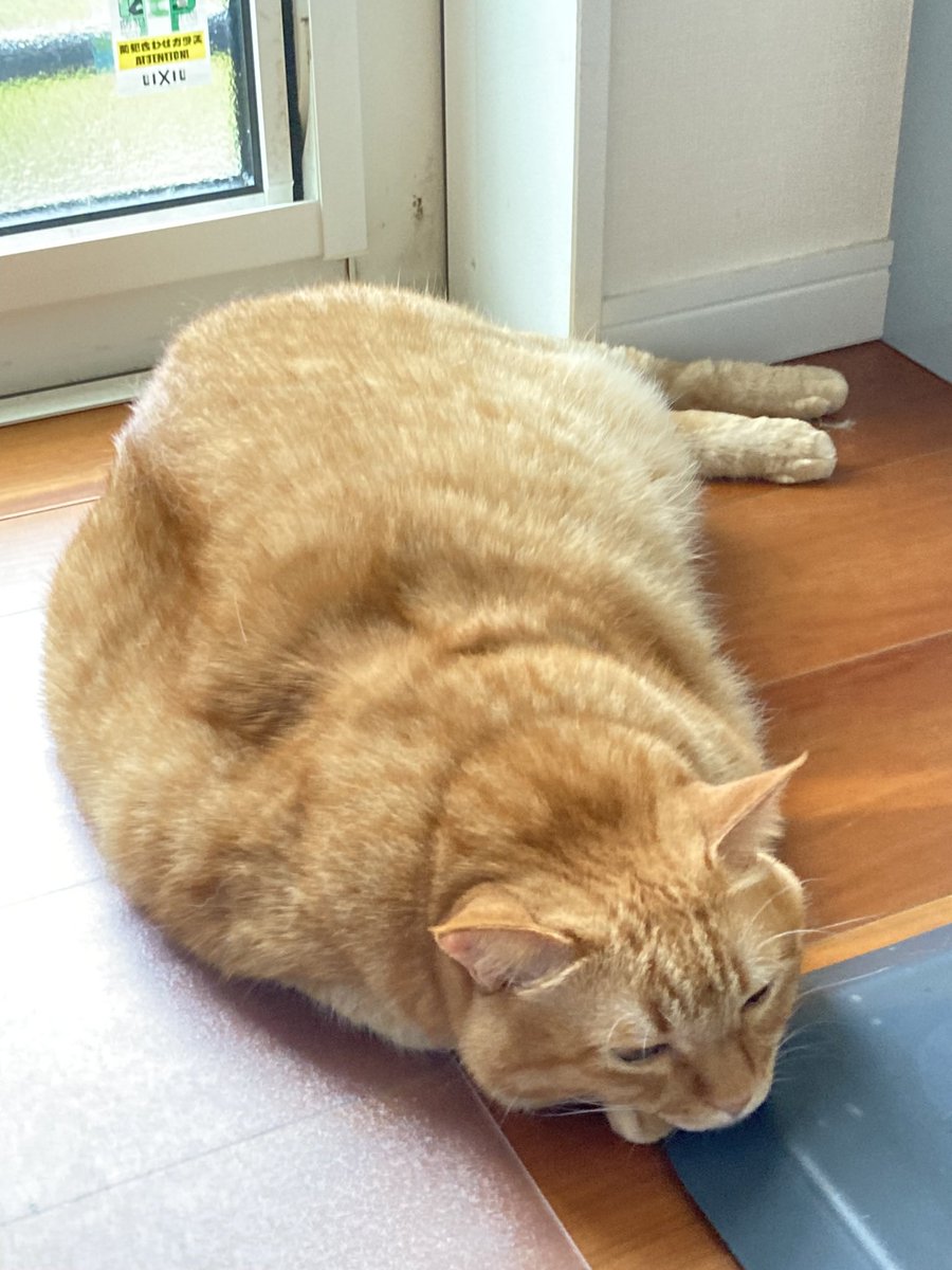 すずつむふう【我が家の可愛い猫’s】 tweet media