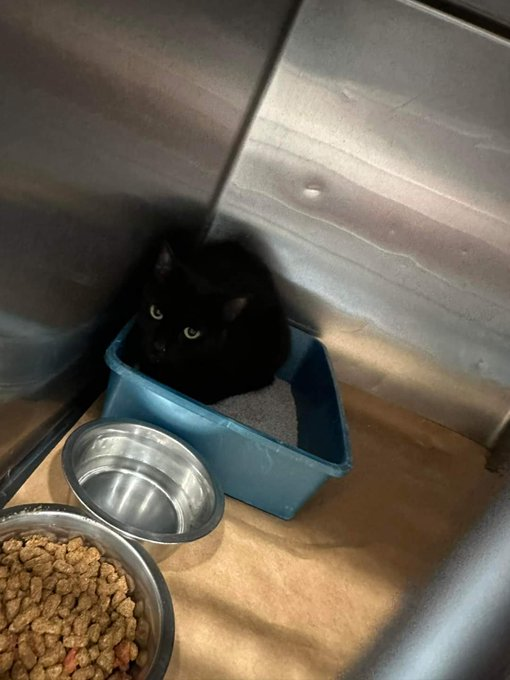 Black kitty "Piglet" is all alone 
(&amp; the back story is really unknown)!
In #BartowCountyGA this cat will die
without some help from you &amp; I! 
09/29 is the fatal day 
but with our pledges we'll find a way
to help this cat get clean away! 🙏
LAST CALL!