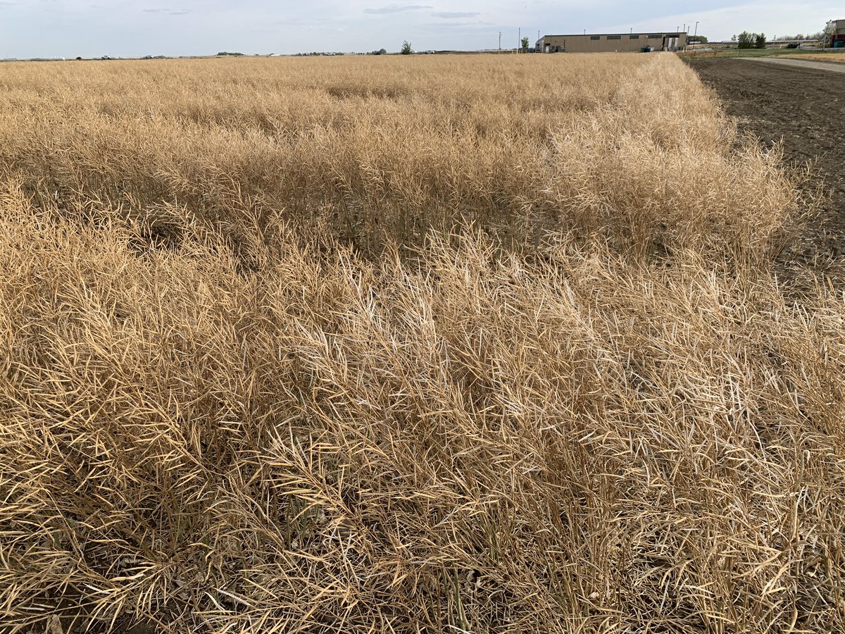 One of our <a href="/Bayer4CropsCA/">Crop Science Canada</a>  shatter nurseries after passage of our “Shatter Inducing Machine”. Easy to see the more susceptible border compared to our SC+ pipeline.