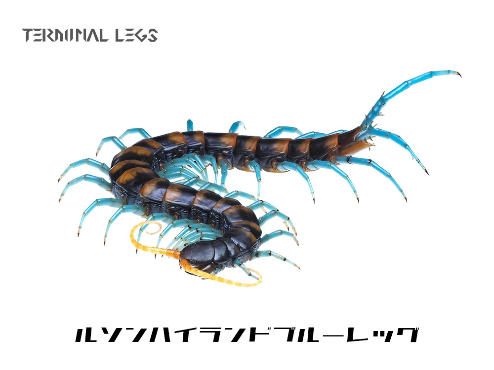 ローランドとハイランドは同じ Scolopendra paradoxa ですが、背板の