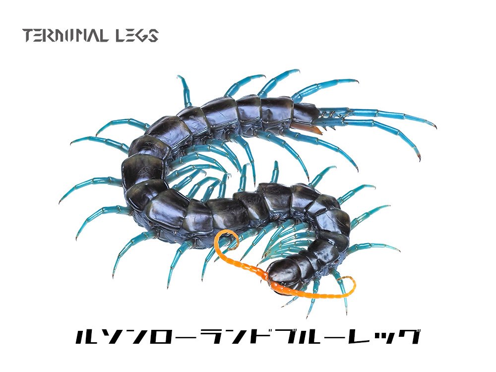 ペア売りです。Scolopendra paradoxa ペア売りです。Scolopendra paradoxa