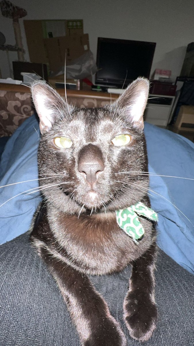 imaimati's tweet photo. #くろねこ #フラッシュ　#ねこ好き #保護猫　#保護猫と暮らす  #いたずらっ子　#かわいい https://t.co/nzH7zsBEIP