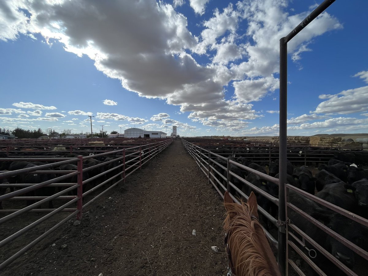 TinaV049's tweet image. 2218 yearlings sell tomorrow @ 12 noon, in Mankota #fallrun