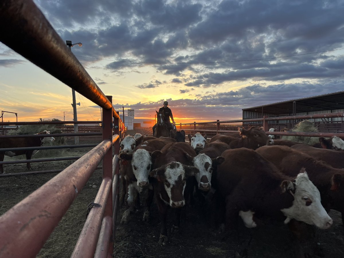 TinaV049's tweet image. 2218 yearlings sell tomorrow @ 12 noon, in Mankota #fallrun