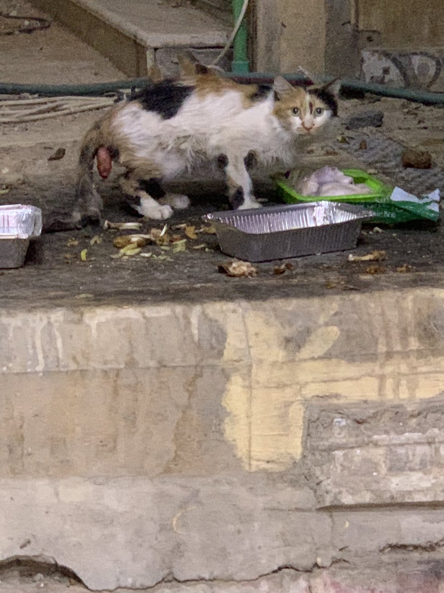 kat_12345677's tweet photo. من الخاص ⛔️ 

قط او قطه طالع منه شي مسكين و مايبي احد يقرب منه الي يقدر ينقذه يكسب اجره ويعرف يتعامل مع القطط الي كذا الرياض طريق ابن تيميه بجانب مطعم غصن التوت https://t.co/iXkc6cgHsG