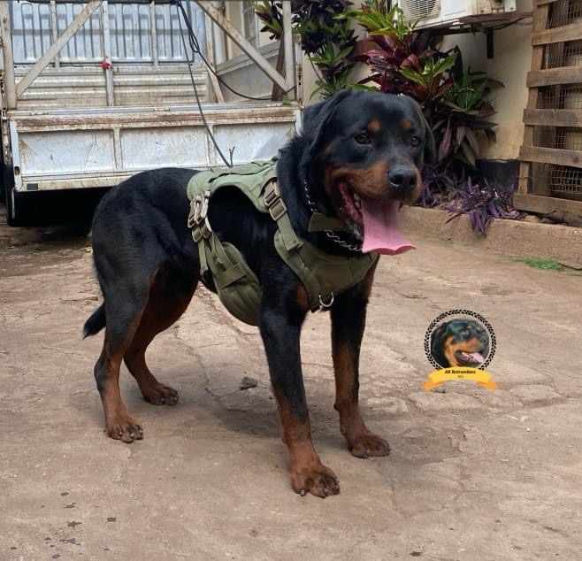 AkRottweilers's tweet photo. Not your average Joe !! 🤣🤣🔥 https://t.co/TcGHLQEZqd
