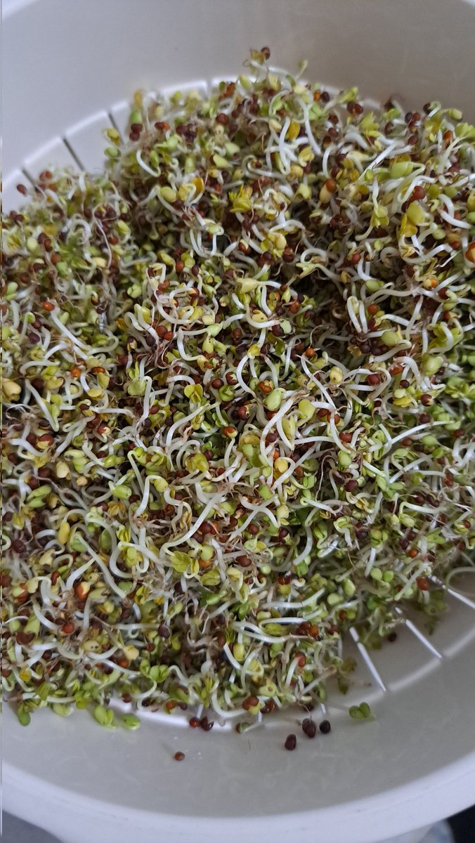 NikoleBK's tweet photo. My 1st experience in Sprouts &amp; Microgreens 🌱
#broccoli #sprouts homemade 
🌱💚#autoimmune #autoimmunedisease #rheum #diet #food #nutrients #Nutrition #sprouts #sprouting #microgreens #inflammation #antiinflammatory #antiinflammatoryfoods #livingfoods #livefood #ra https://t.co/1tUILzYaQY