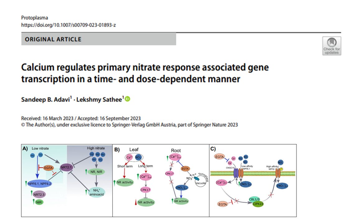 lekshmysnair's tweet photo. Another much-awaited MS!
#newmanuscript from Ph D work of @SandeepAdavi who received @IndiaDST DST-inspire fellowship during his Phd tenure
Here we report the regulatory role of Ca ions in #wheat #PNR using inhibitors, Ca binding dyes n protoplast assays https://t.co/acSj8lqbn5 https://t.co/pqWHab25U5