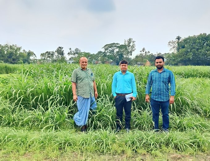 হোসেনপুরে পাকচং ঘাস চাষে বাজিমাৎ