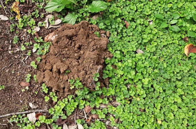 潜った穴を埋めてないヤツもいる。大量の盛り土を築くのもいる。TARUが掘った穴はふさいでおきました。蓋も乗せておきました春まで安心。オヤスミ