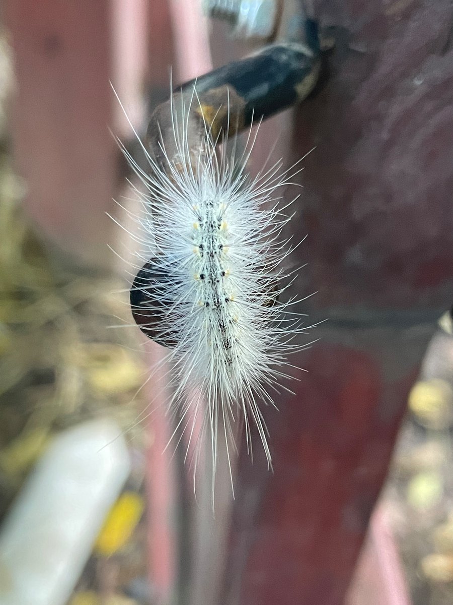 Fall Webworm Moth (Hyphantria cunea) #FloraFaunaFriday