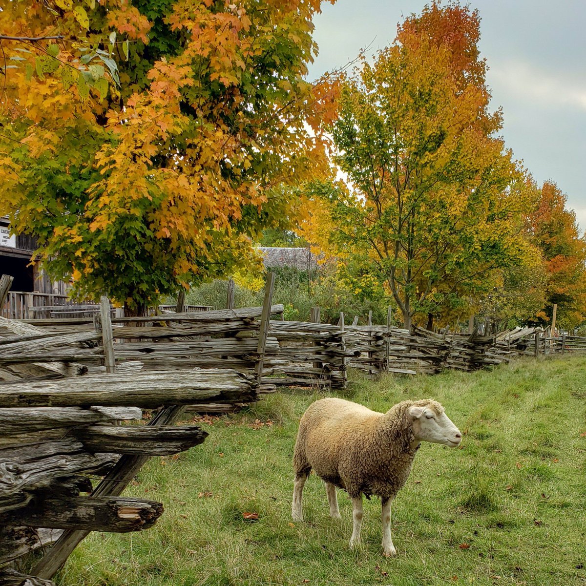 Good morning Twitter-Friends…🌷🍂☕️ Have a happy Friday and a beautiful weekend🌳🍁🍂🪵🐑🧡 #FridayMorning 🌷 #CoffeeTime ☕️ #WeekendVibes 🍁 #StayPositive 🌼 #AnimalLovers 🧡 #PeaceAndLove 🕊️