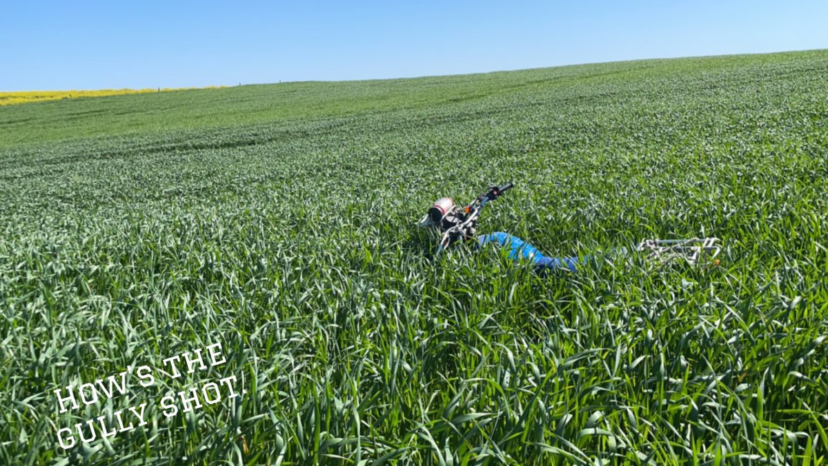 brad_fischer_80's tweet photo. @Howelly_Agro Same oat crop a few months later. https://t.co/xoqRW9FNyT