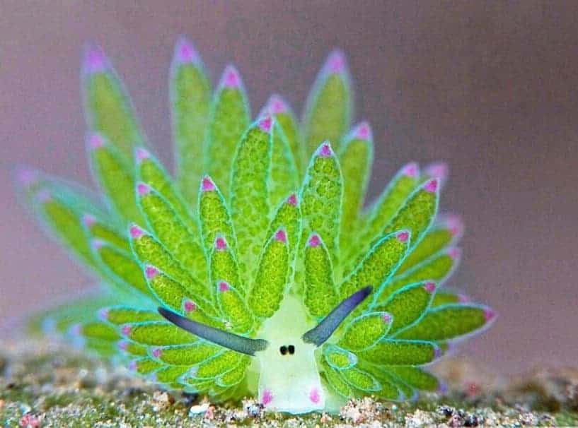 ehlishark's tweet photo. @cozmobat leaf sheep pls it counts https://t.co/zrgB3EPMYg
