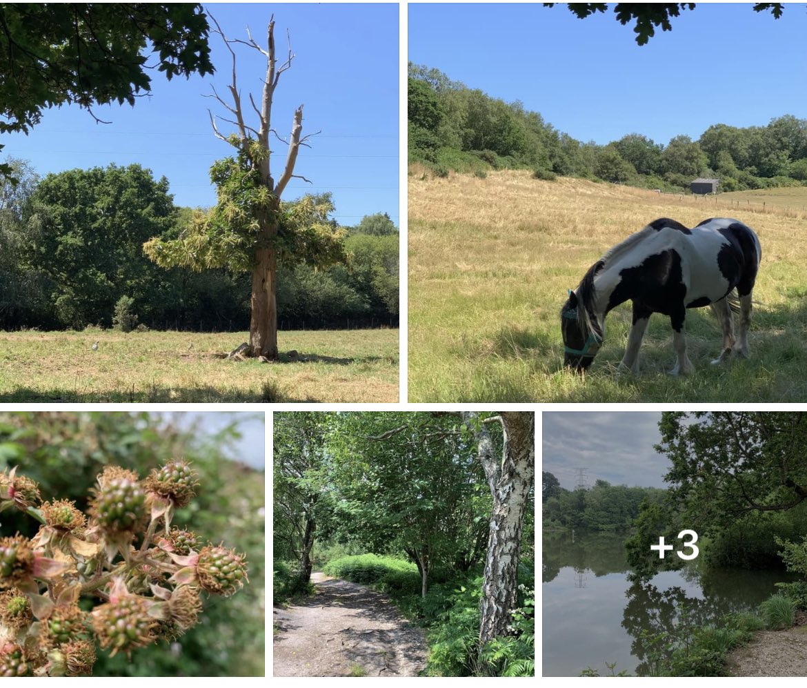 larafromdablock's tweet photo. @nashleycooper So sad. That’s the thing about nature - once it’s gone it’s gone. #talbotvillage #highmoorfarm https://t.co/Sju98335zx
