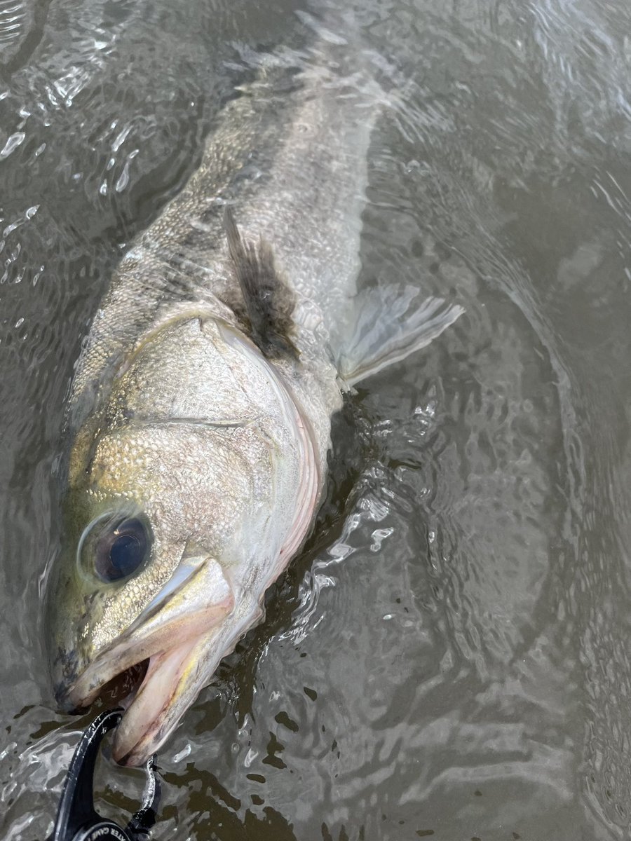 PACORIN85's tweet photo. エイにビビりながらのウェーディング。
バイブの釣り。
リアクションでドン🎣
サイズも徐々に小さくなり、最後はセイゴで終わり…
シーバス。マゴチ、座布団エイ😅
4キャッチ3バラシ

#湾奥河川 #ウェーディング #シーバス  #シュナイダー https://t.co/63Q9S7b05c