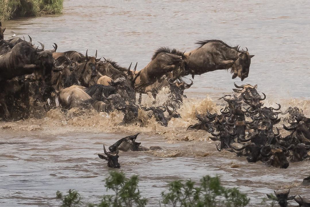 This herd was spotted crossing the Mara river at crossing no 7. 

This spectacular photo was taken on the 28th of September 2023. 

📸 - @wild_africa_photos

#herdtracker #wildebeestmigration #wildebeest #greatmigration #tanzania #serengeti #kenya #masaimara #marariver