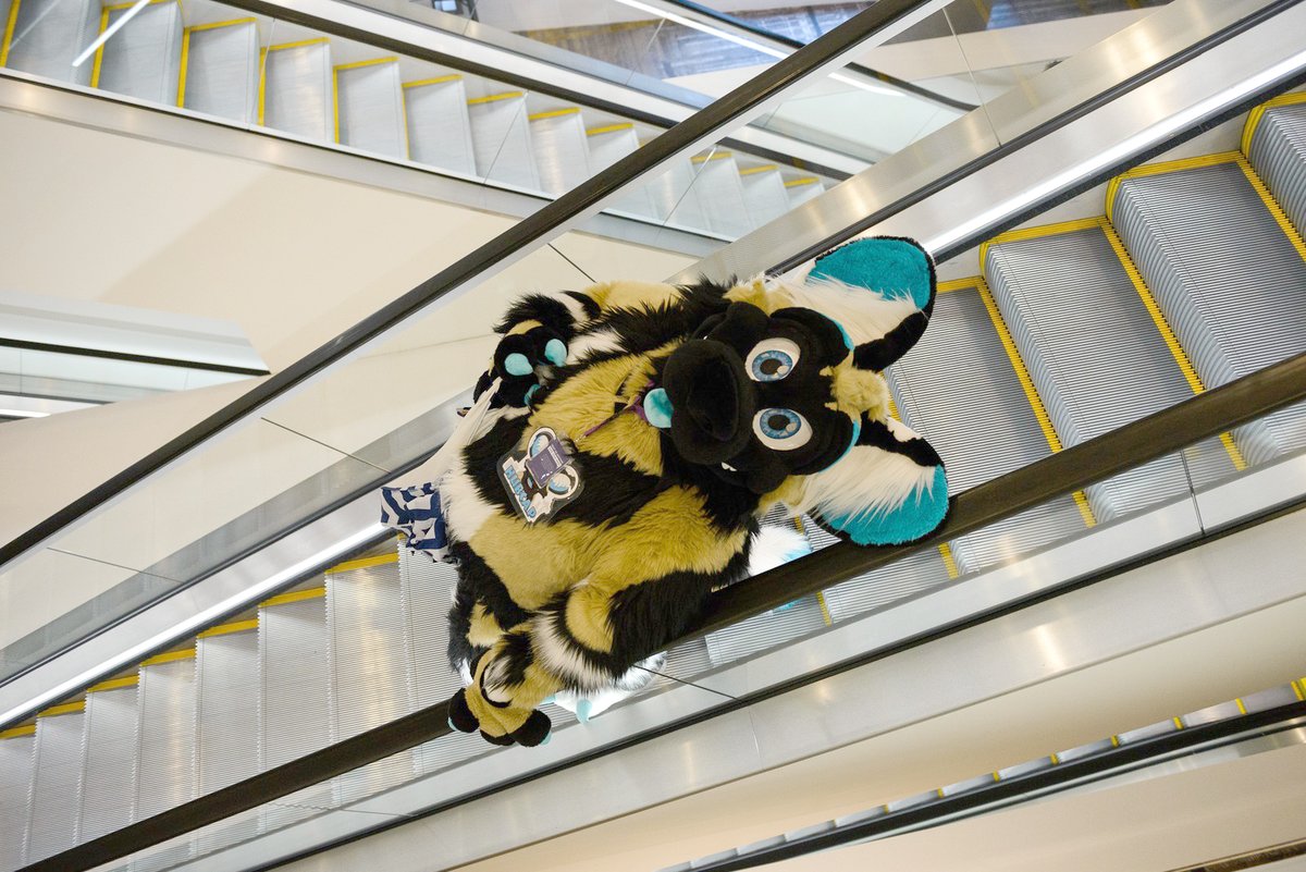 Why Hello there! How are you doing up there this beautiful #FursuitFriday 

📸@shutterwolf
