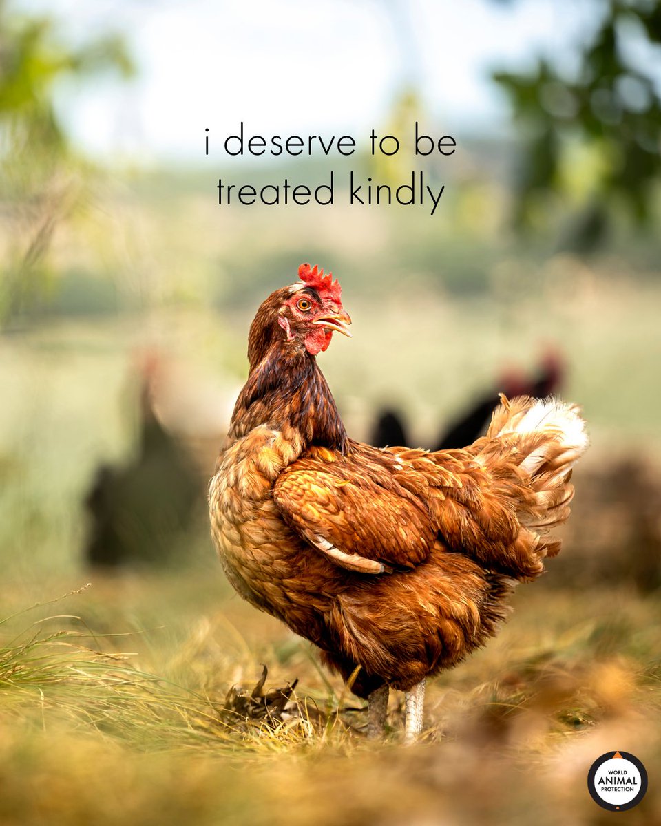 World Animal Protection US tweet media