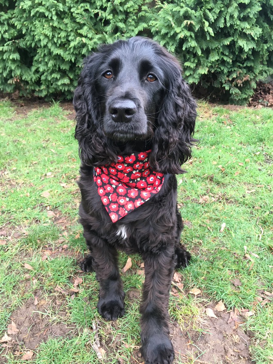 Spaniel Aid is a volunteer led charity who rescue dogs and find them new homes. Please support them in their work finding dogs like Charley a forever family. #spanielaiduk #rescuespanielaid 🐾🐾❤️