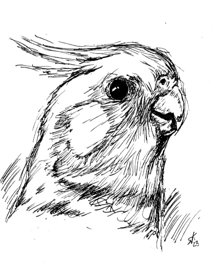 Schöne Grüsse und schönes WE😊 mit einem #Nymphensittich #vogel #vogelportrait #vogelliebe #tier #tierzeichnung #tierportrait #animallovers #tierliebe #sittich #papagei  #schöneswochenende #kunsthandwerk #direktvomkünstler   besucht mich auf #ebay 
ebay.de/str/derwaldham…