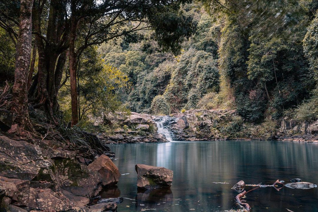 A gorgeous snap of our freshwater hinterland oasis, #GardnersFalls! Located just a short drive from the town of #Maleny, this natural treasure is filled with gushing waterfalls and native flora 🌲 💚 . 📸 credit: @kgillardlandscape (on Instagram)