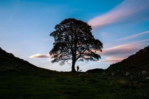 franceinfo_cult's tweet photo. Larmes et colère au Royaume-Uni après l'abattage de Sycamore Gap, un arbre rendu célèbre par le film "Robin des Bois" #Angleterre #SycamoreGap #robinhoodtree
https://t.co/Id1j3AWwKs https://t.co/6ePXFXnG4S