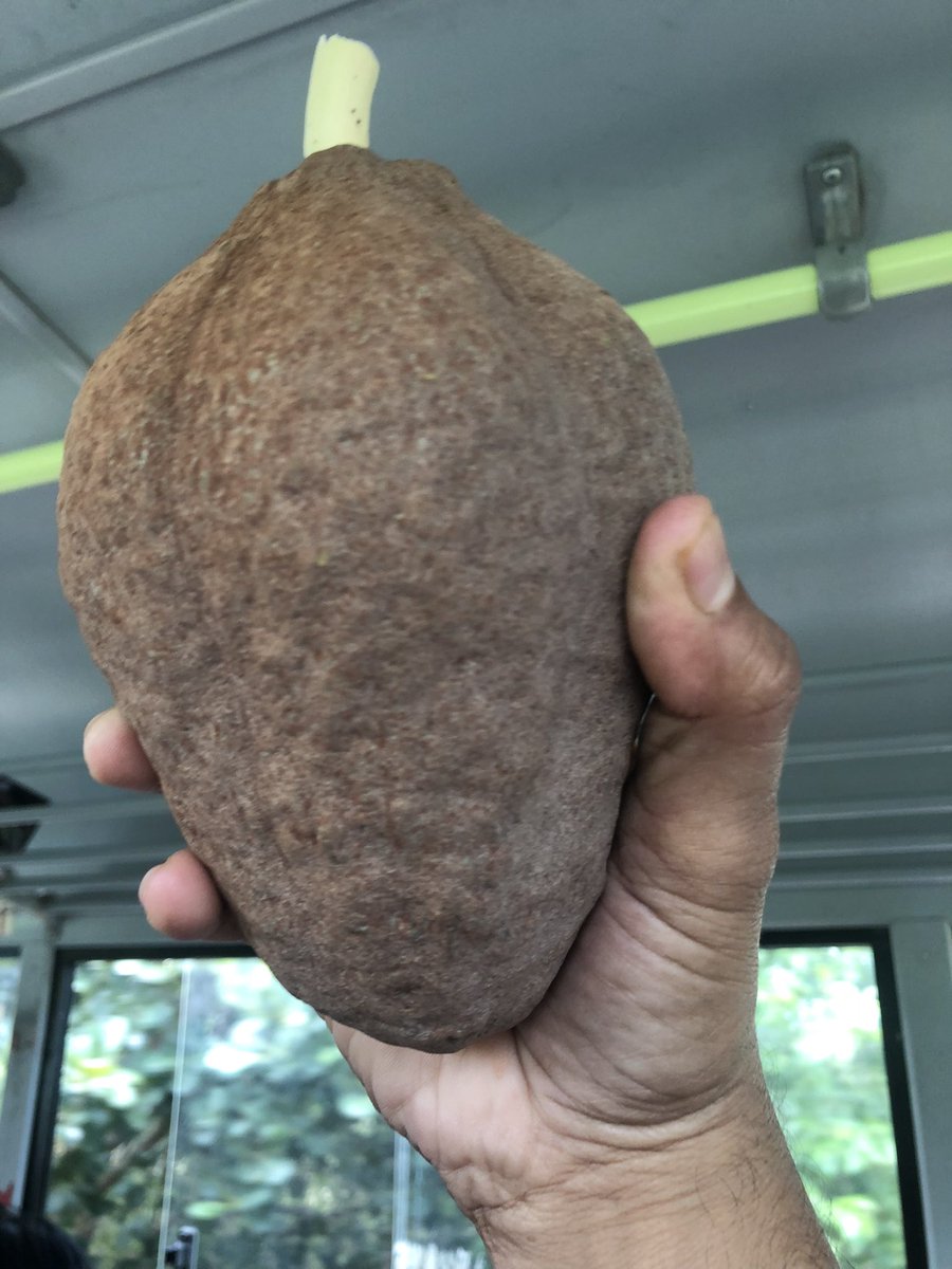 #FloraAndFauna 

Wild Mahogani (switenia mahogani) 
The fruit looks like a small bolder, it’s a non-edible fruit which contains seeds. 

One of the many wonderful plants we came across at <a href="/AgastyaOrg/">Agastya International Foundation</a> 

#NETAgastyaFoundation

<a href="/Dir_Education/">DIRECTORATE OF EDUCATION Delhi</a> <a href="/gupta_iitdelhi/">Himanshu Gupta</a> 
<a href="/SCERT2021/">SCERT Delhi</a> <a href="/PbpandeyB/">B P Pandey</a>