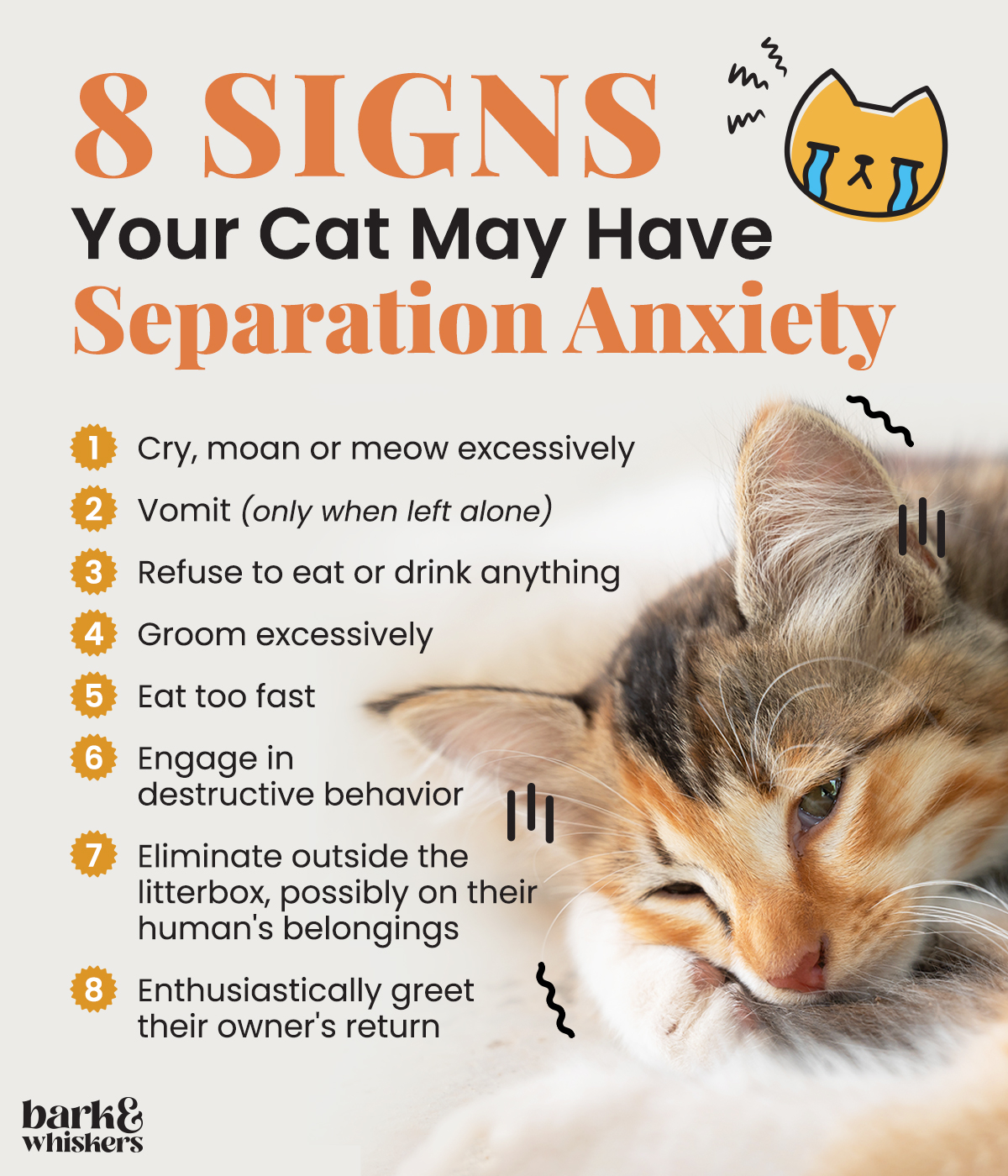 How to Tell If My Cat Has Separation Anxiety: Signs & Solutions