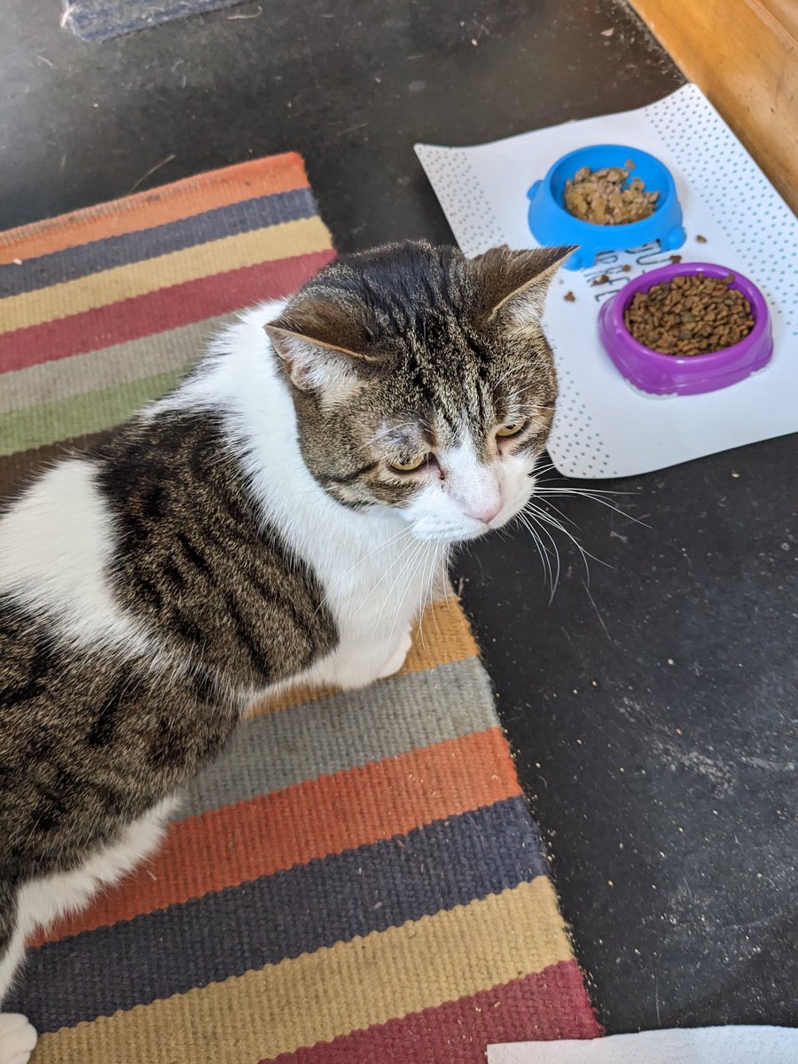 heather1917's tweet image. So far today, the lad has 1) missed his tray and weeed all over the kitchen floor, 2) thrown up his breakfast biscuits on the stair carpet and 3) done the stinkiest poo known to feline. It's only 11.20. Good job he's cute. #HighMaintenance