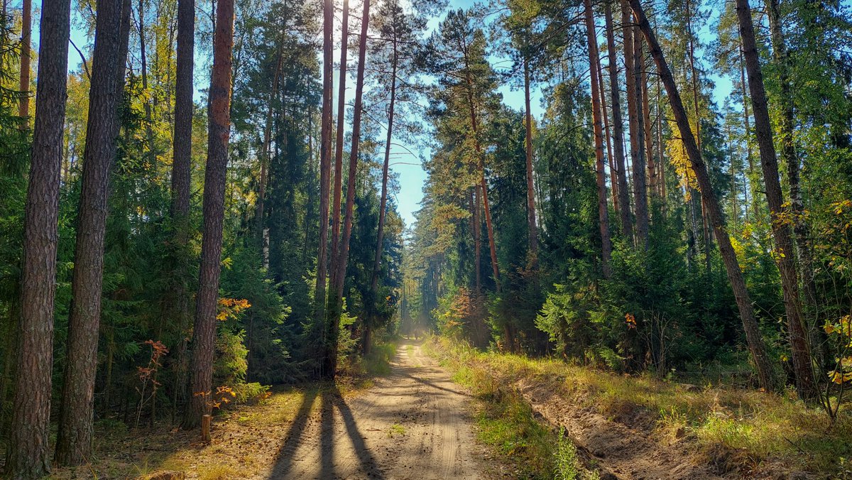 Лес показываю. Одно из мест, где действительность отпускает.