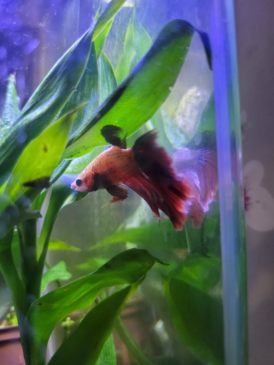 pooliechick's tweet photo. I got a new fish meet spidey he is sooooo cute #fish #fighterfish #tropicalfish #spidy #ilovehim https://t.co/xPWCz0zHG9