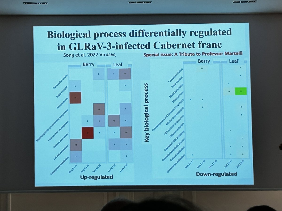 GianfRomanazzi's tweet photo. #ICVG2023 Baozhong #Meng reviews the investigations on #GLRaVs focusing on #GLRaV3, opening last day of an excellent #ICVG #meeting in #Thessaloniki https://t.co/1RHcVyaFxG