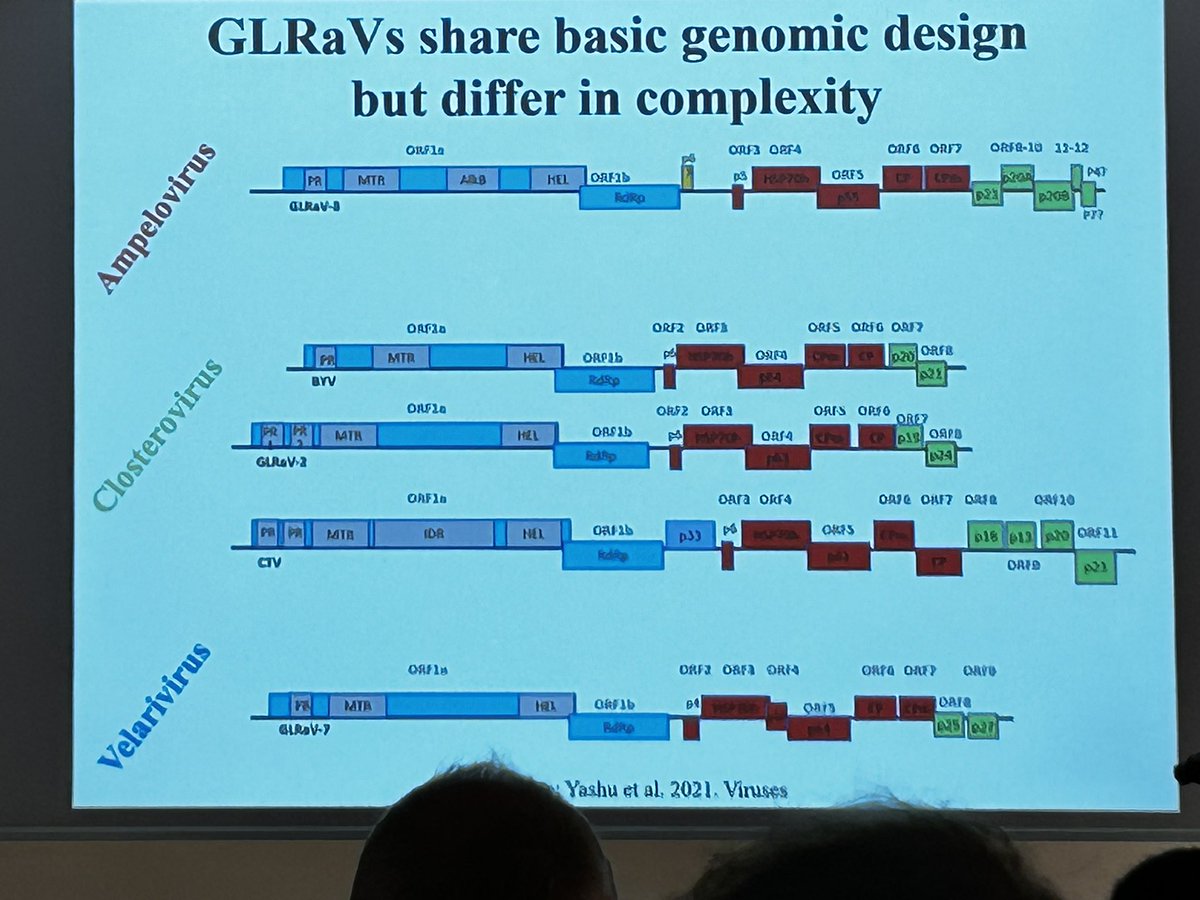 GianfRomanazzi's tweet photo. #ICVG2023 Baozhong #Meng reviews the investigations on #GLRaVs focusing on #GLRaV3, opening last day of an excellent #ICVG #meeting in #Thessaloniki https://t.co/1RHcVyaFxG