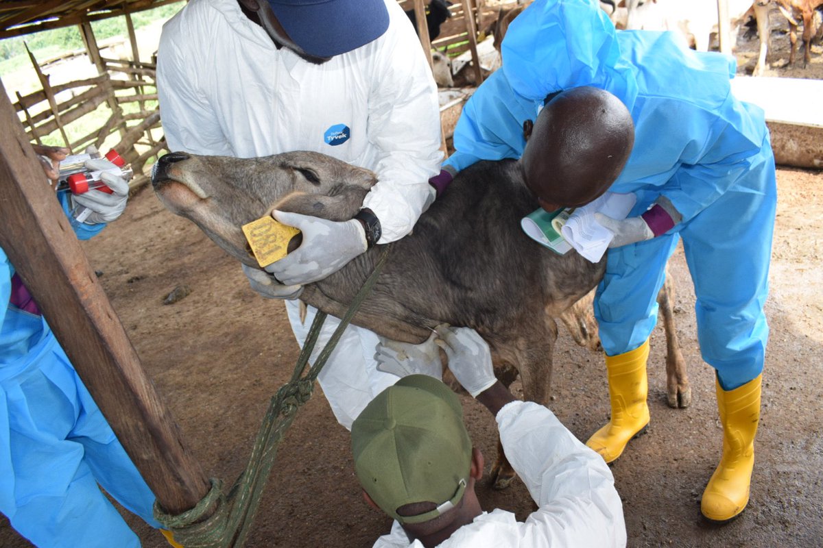 FAONigeria's tweet photo. Veterinary Paraprofessionals (VPPs) make up the pool of animal health caregivers needed for sustainable livestock production. In 🇳🇬, @FAO has trained VPPs with capacity to improve last mile animal health service delivery for smallholder farmers
@FmardS @FAOLivestock @USAIDNigeria https://t.co/MmHmTv1mST